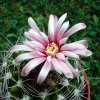 Gymnocalycium _mostii _v.kurtzianum _e1